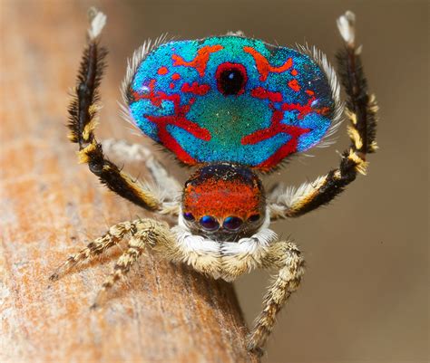 Australia's peacock spiders: So cute, even arachnophobes will love them [Photos and video]