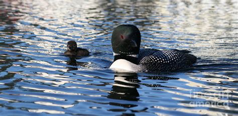 New Loon Chick Photograph by Sandra Huston - Fine Art America