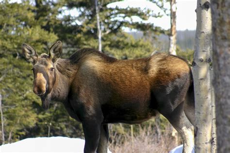 Moose Cow Portrait Free Stock Photo - Public Domain Pictures