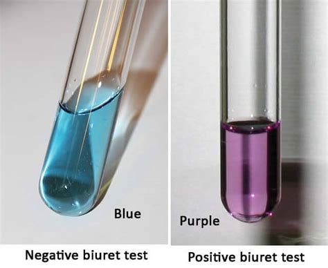 Testing for Biological Molecules - The Biology Notes