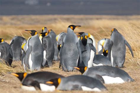 King Penguin tours in Tierra del Fuego | Patagonia trips | Far South Exp