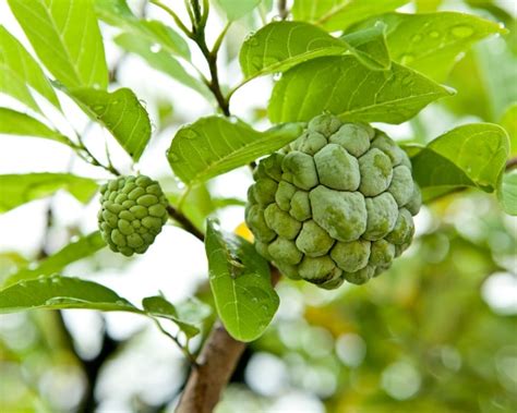 Discover the Tasty Cherimoya Fruit (Origin, Nutrition and Benefits)