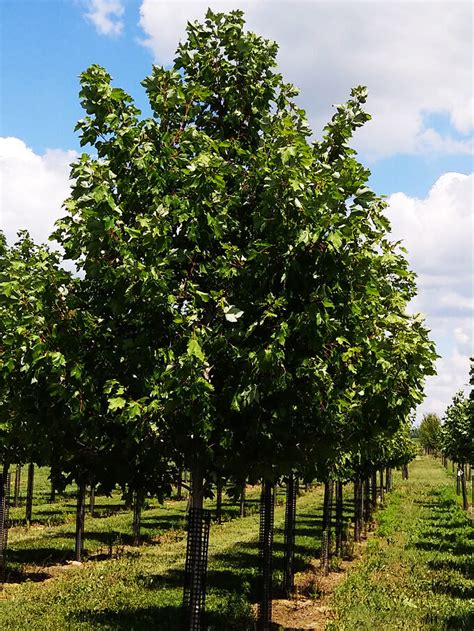 Elm Trees For Sale | Buy Elm Trees Online | The Tree Center