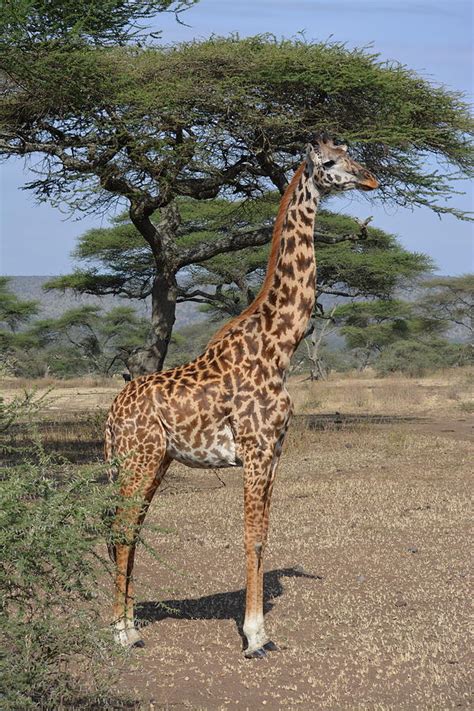 Masai Giraffe Photograph by Ariana Seimas - Fine Art America