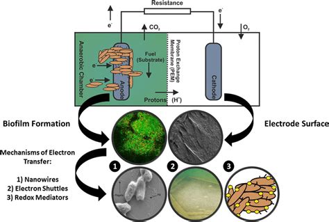 Microbial fuel cells: An overview of current technology | Sustainable Development Goals ...