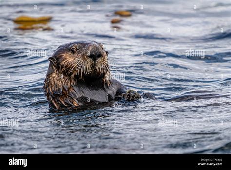 Sea otter eating hi-res stock photography and images - Alamy