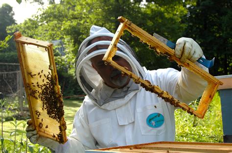 Images Gratuites : Cadre, agriculture, invertébré, apiculteur, ruche, abeille, colonie, rayon de ...