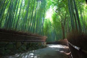 File:Sagano Bamboo forest, Arashiyama, Kyoto.jpg - Wikimedia Commons