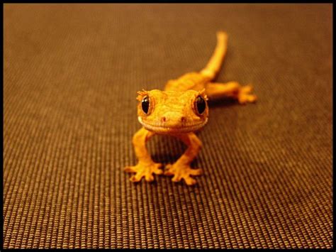 Pin by Ariana Khosravani on Happy Place. | Cute reptiles, Reptiles pet, Crested gecko