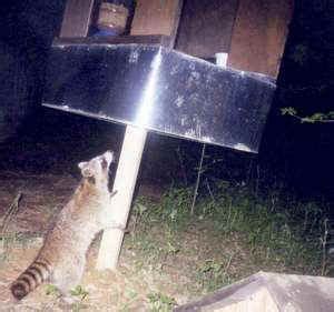 11 Best Cat feeder raccoon proof images | Cat feeder, Outdoor cats, Cat ...