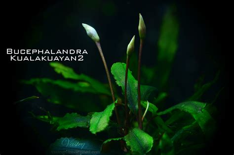 Bucephalandra - all in one - Plant Physiology & Emersed Culture ...