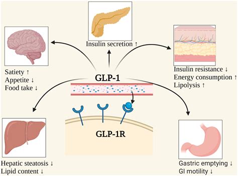 Frontiers | GLP−1 receptor agonists for the treatment of obesity: Role ...