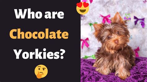 Who is a Chocolate Yorkie? | Price, Health, Purebred | - YouTube