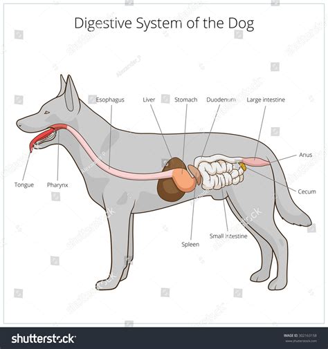 Digestive System Dog Vector Illustration Stock Vector (Royalty Free) 302163158