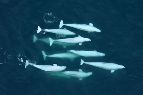 Beluga Whales Value Culture and Family Ties: Study | Sci.News