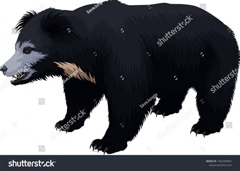 Vector Indian Sloth Bear Illustration Stock Vector (Royalty Free) 1462300895 | Shutterstock