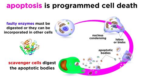 Apoptosis: Programmed Cell Death - YouTube