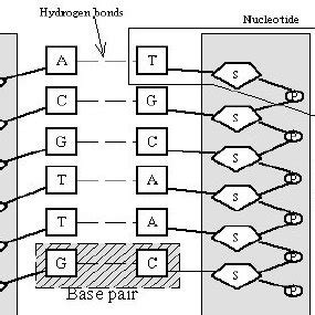 Example of a DNA base sequence. | Download Scientific Diagram