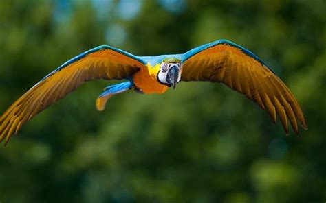 Download wallpapers Parrot, birds, 4k, big wings, flying bird, blurring for desktop free ...