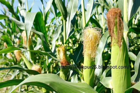 Agriculture: Maize Cultivation In Nepal