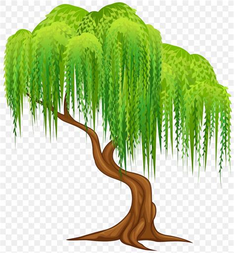 Weeping Willow Tree Wall Decal Clip Art, PNG, 5559x6000px, Weeping Willow, Branch, Cartoon ...