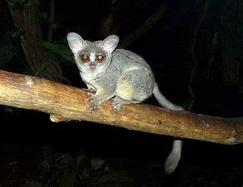 NORTHERN LESSER GALAGO LIFE EXPECTANCY