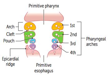 pharyngeal apparatus and its derivatives Flashcards | Quizlet