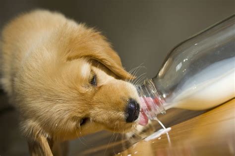 Can Dogs Have Milk?