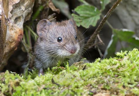 Bank Vole: russ telfer wildlife photography