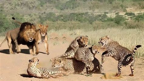 What Eats Cheetahs (Here Are Their 5 Main Predators)