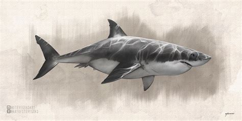 Great White Shark Drawing by stevegoad on DeviantArt | Shark drawing, Great white shark drawing ...