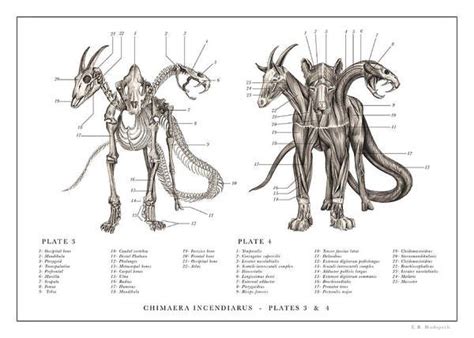 Chimaera Print 3, 4.., Art Print by EB Hudspeth in 2021 | Creature ...