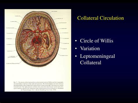 PPT - Cerebrovascular Anatomy PowerPoint Presentation, free download - ID:786256