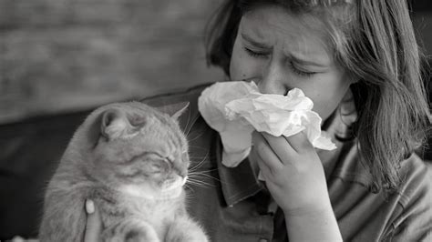 European Immunologists Reveal an Effective New Cat Allergy Treatment