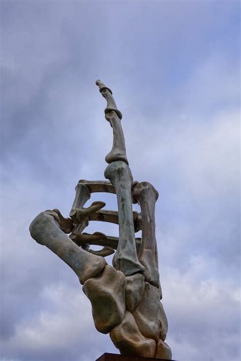 Sculpture of Bones · Free Stock Photo