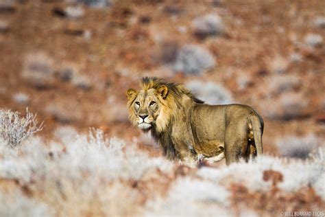 Desert Lion | Will Burrard-Lucas