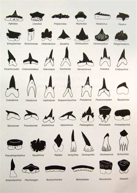 #identification #sharks #teeth #chartSharks teeth identification chart. | Shark teeth, Shark ...