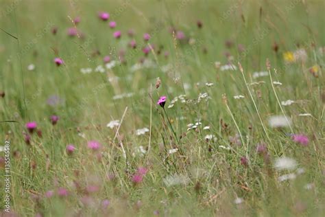 Mountain meadow full of flowers. Stock Photo | Adobe Stock