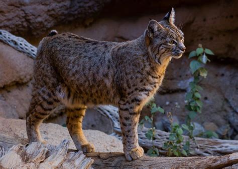 Arizona Bobcat Photograph by Pete Mecozzi - Fine Art America