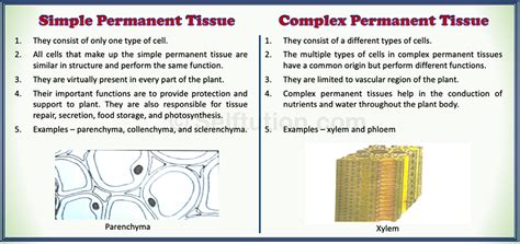 Difference between Simple and Complex Permanent Tissue » Selftution