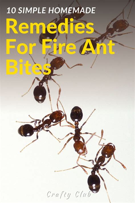 10 Simple Homemade Remedies For Fire Ant Bites | Fire ant bites, Ant bites, Fire ants