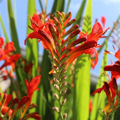 Beautiful Crocosmia plants to grow yourself from corms, all firey ...