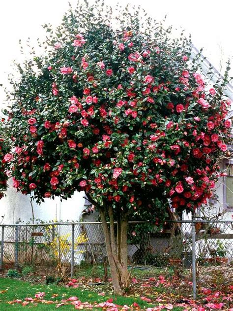 How to Grow Camellias to Brighten Up Gardens During the Colder Months ...