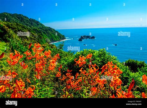 Camilla Clem: New Zealand Flowers Images : Is This Image Of New Zealand S Lupins A Dream Or A ...