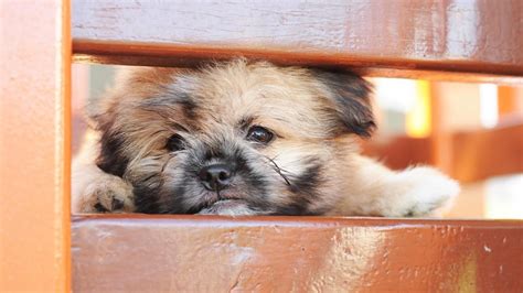 What is a Shih Tzu-Pomeranian mix? | Shih tzu, Pomeranian mix, Dogs