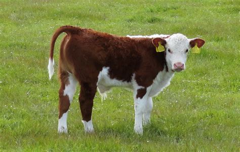 Starburst 1 Jazz, first pedigree Hereford calf of the year, set the bar high | STARBURST HEREFORDS