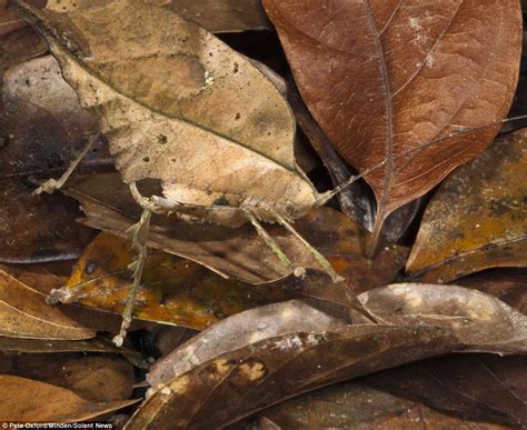 Katydids, or leaf insects captured in pictures by photographer Pete Oxford | Daily Mail Online