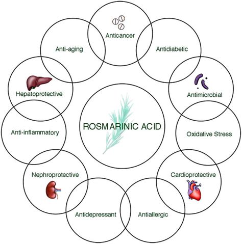 Rosmarinic Acid Powder- The Ultimate Herb for Health and Beauty - Knowledge