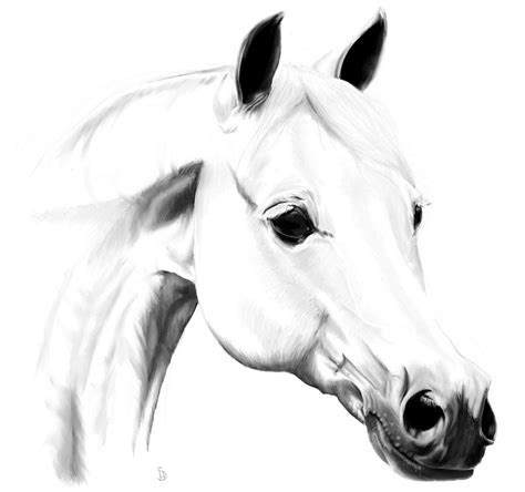 arabian white horse by RoycoHS on DeviantArt