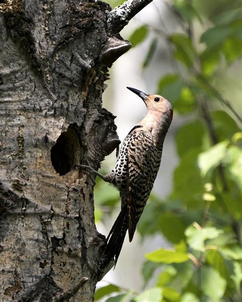 Northern Flicker Yellow-shafted Photo. Creeping on Tree by Its Nest ...